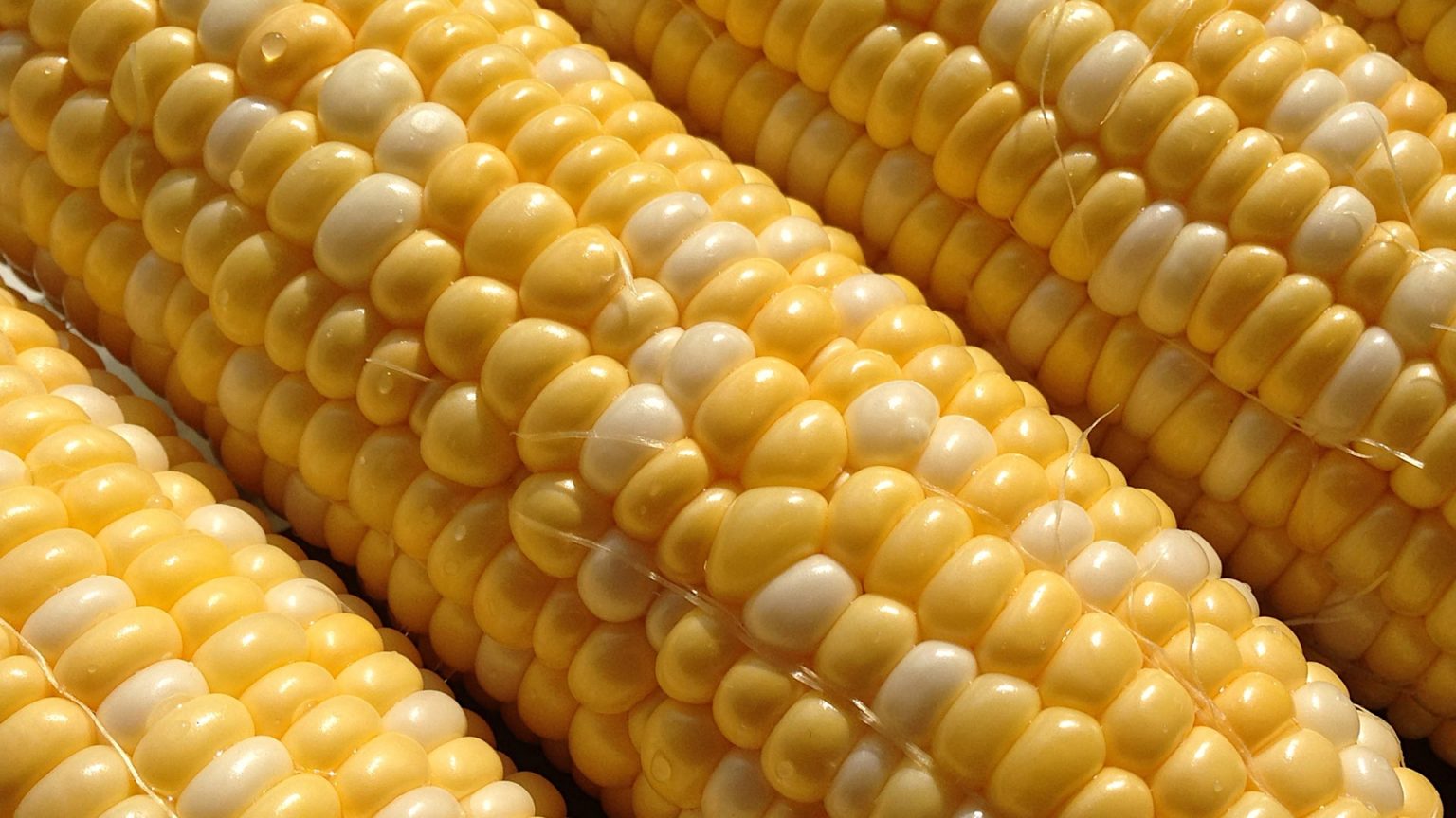 Bi Color Corn Fresh Farms 5955